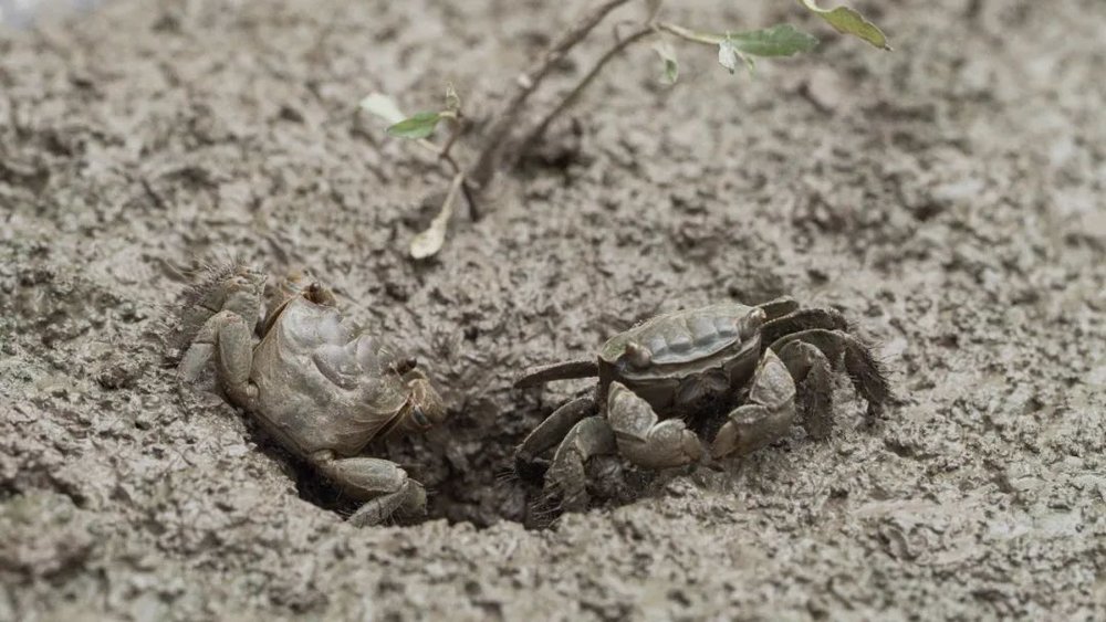 星歐平台注冊:東北人,有自己的海鮮盛宴